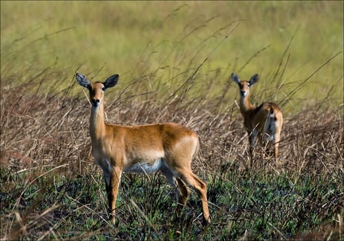 Two females of an antelope the impala stand on a meadow and observe.