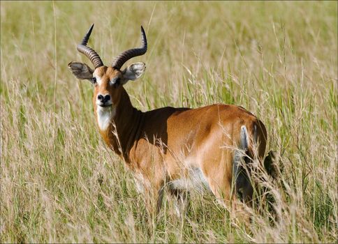 The Antelopes the impala costs on the grass which has turned yellow from the hot sun.