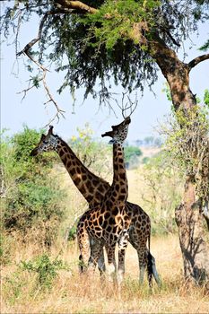 Two giraffes under a tree. Under a shining sun two giraffe stand at a tree with the crossed long necks.