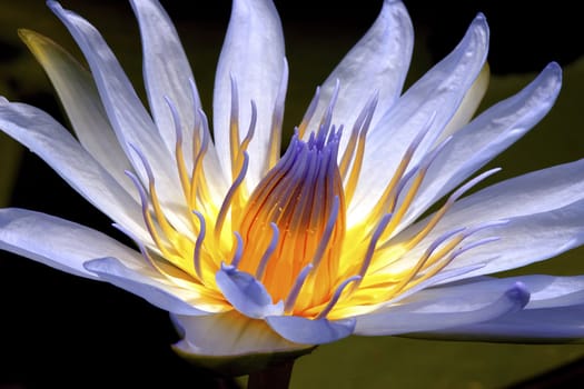 A very dramatic blue and yellow flower