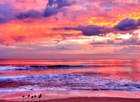 Small flock of birds watching the sunset at the beach