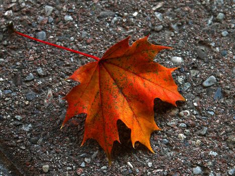 A single red leaf says that fall is here