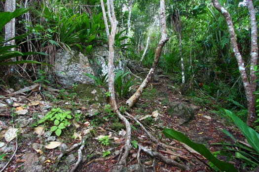 Rainforest of the Virgin Islands National Park on Saint John (USVI).