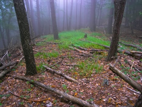 Misty light in green wood