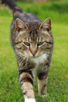 gray cat walking on grass