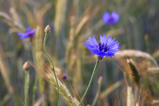 photo of bluebottle blossoms in a wheat field