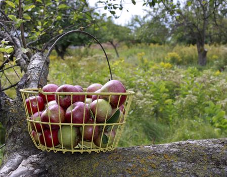 basket of apples on a limb in an orchard