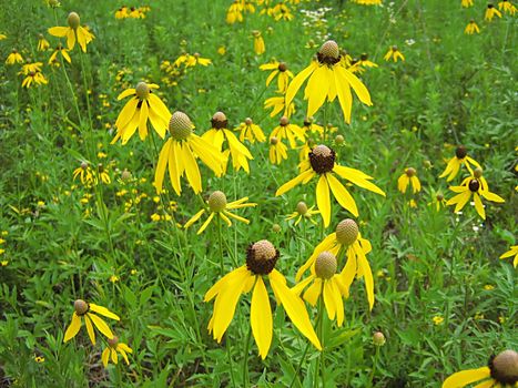 A photograph of a yellow flower in a field.