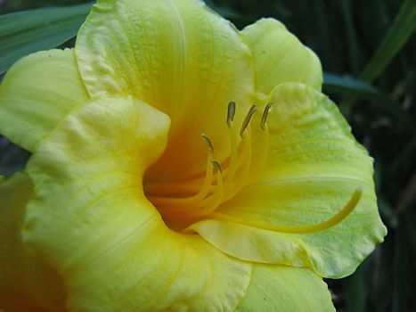 A photograph of a yellow flower in a garden.