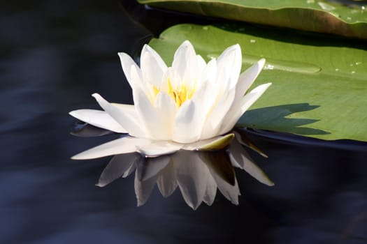 Close-up of a white water lilly and lilly pads
