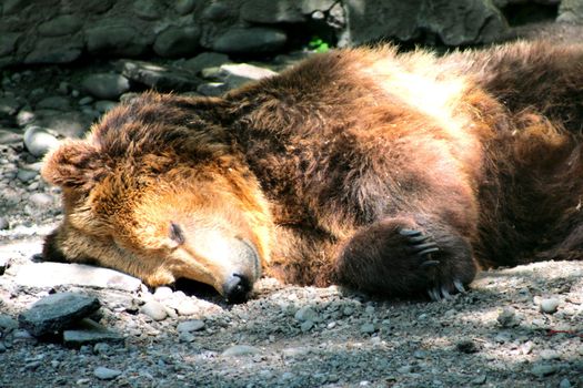 Sleeping brown bear