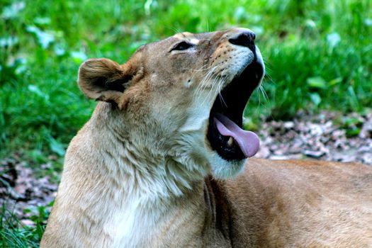 Female lion