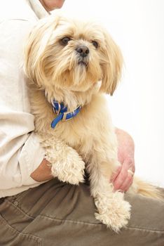 A married man is holding is Shih Tzu dog in his lap.