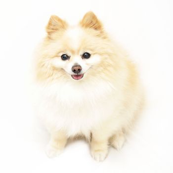 An adorable Pomeranian dog is isolated on white.