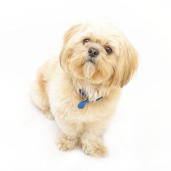 An adorable Shih Tzu dog isolated on white.