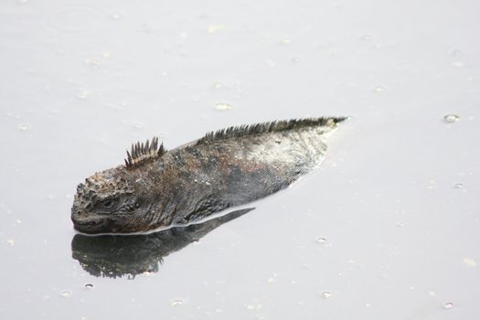 The Galagoa reptile marine iguana is a special animal