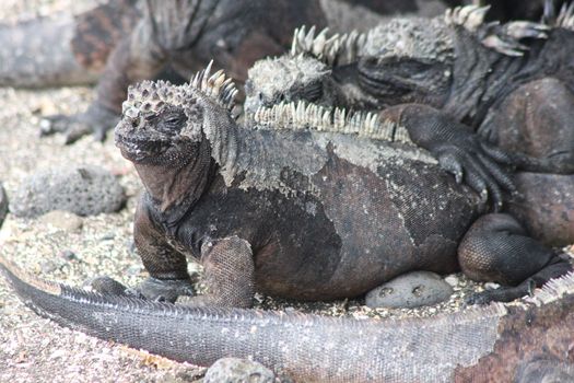 The Galagoa reptile marine iguana is a special animal
