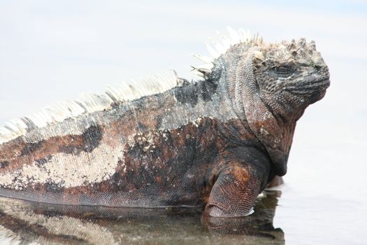 The Galagoa reptile marine iguana is a special animal