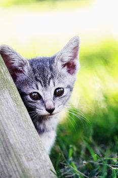 Little kitten leans against an old picnic table and looks into the camera. Shallow DOF with selective focus on kittens face.