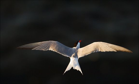 Flight. The white bird soars over dark water, having spread wings and having turned to the sun.