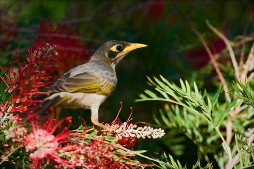 Bird sits on a bush with bright red colors.