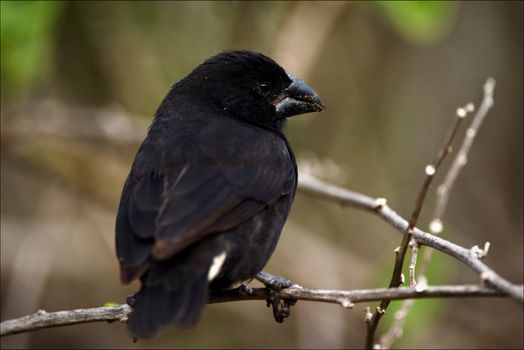 Darwin's finches. Large Ground Finch, Geospiza magnirostris 