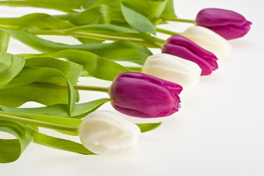 white and purple tulips isolated