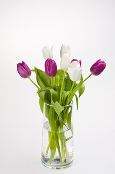 white and purple tulips in a glass vase