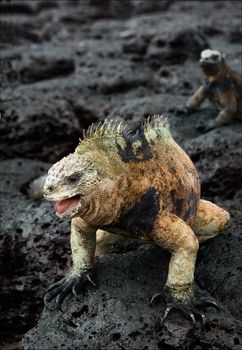 The male of the marine  iguana. During the marriage period the male marine  iguana threateningly opens a mouth and shakes a head.