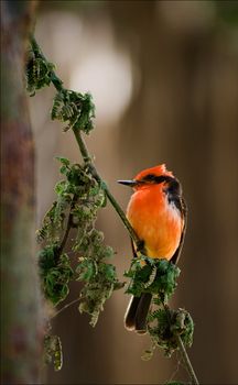 Brightly red birdie sits on a branch on is light a green background.