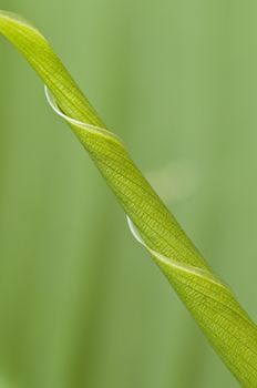 A new leaf of Iris curled around