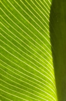 Iris plant leaf in back light with white veins