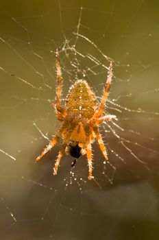 Cross spider on its web eating an insect prey