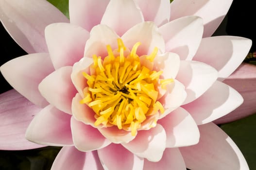 Close-up of a pink and yellow Ninfea flower