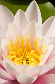 Close-up of a pink and yellow Ninfea flower