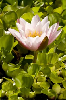 Close-up of two pink and yellow Ninfea flowers