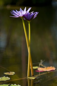 Close-up of two blue Ninfea flowers