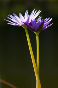 Close-up of two blue Ninfea flowers