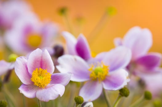 Colorful bed of pink flowers in orange background