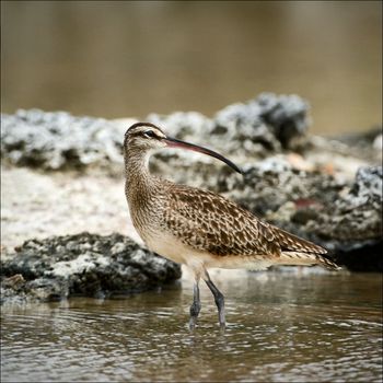 The Whimbrel Numenius phaeopus, is a wader in the large family Scolopacidae.