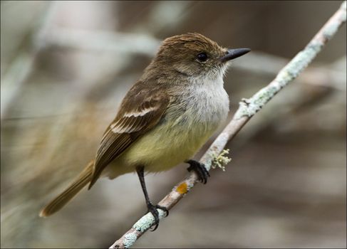 The flycatcher sits on a branch.