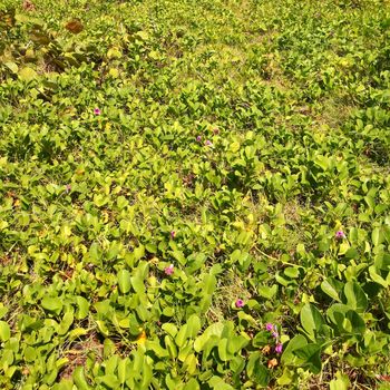 Tropical vegetation on the Caribbean island of Saint Lucia.