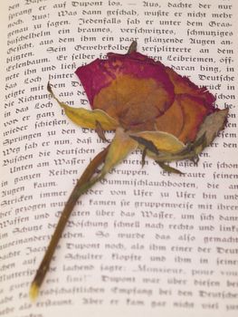 old dry rose on page of vintage book