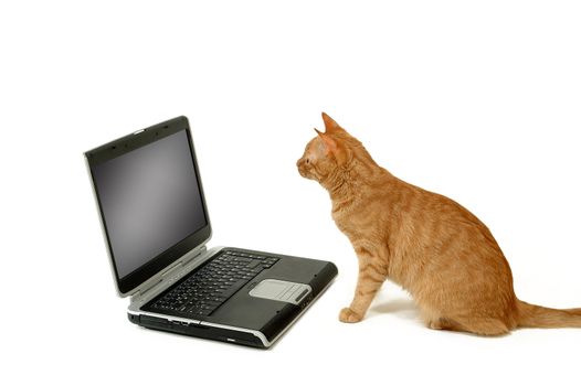 A cat is lokking at a laptop