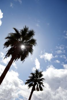 A row of palm trees against the sun
