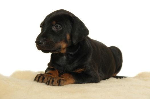 Puppy resting. Taken on white background.