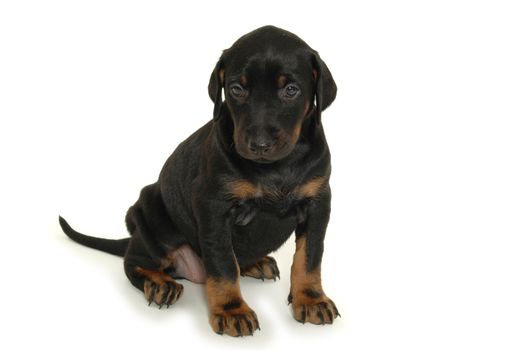 Sweet puppy on white background.