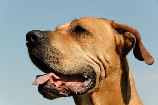 Dog in profile. Clear blue sky.