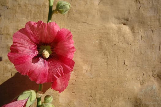 Red flower and a yellow old wall