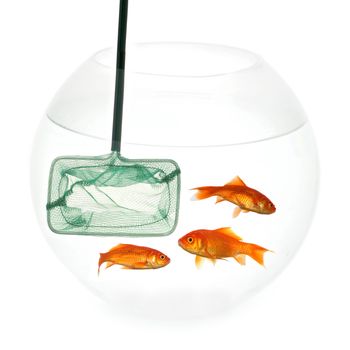 Fishingnet in a fishbowl whith goldfish. Taken on a clean white background.